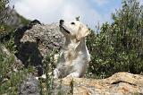 GOLDEN RETRIEVER 744